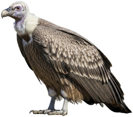 A Majestic Vulture Standing Tall