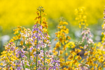 Fototapeta premium Close-Up of Purple and Yellow Rapeseed Flowers in Spring Field