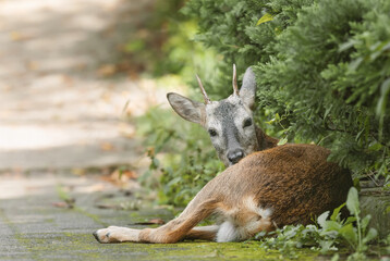 쉬고 있는 수컷 노루