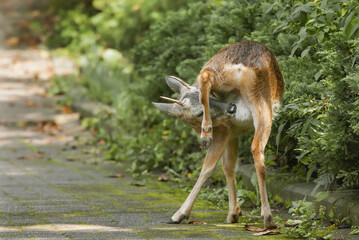 가려운 수컷 노루