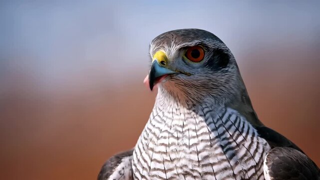 a Eurasian goshawk with piercing orange eyes and striking feather patterns, captured against a softly blurred warm background. A minimalist wildlife portrait with natural light and sharp focus