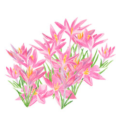 Obraz premium Spring flower. Delicate watercolor illustration features pink crocus flowers with soft golden centers and fresh green leaves. Perfect for greeting cards, floral designs, and spring-themed projects