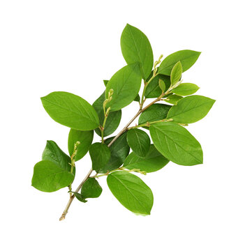 Green leaves of cotoneaster isolated on white or transparent background