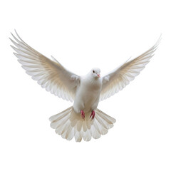 Fototapeta premium Beautiful white dove with wings spread flying gracefully isolated on transparent background