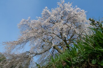 満開に咲く美しい桜