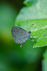 Obraz premium A small butterfly perched on a green leaf in an open natural environment.