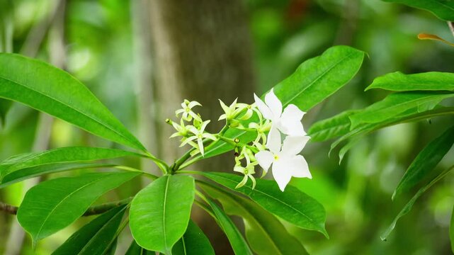 pong-pong tree or suicide indian Tree Flower Close Up