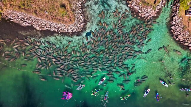 Aerial view of a large group of manatees swimming in crystal clear water near kayaks and paddleboards, Crystal River, Florida, United States.