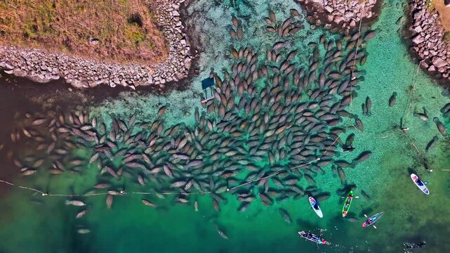 Aerial view of a huge gathering of manatees swimming in crystal clear blue-green water, with kayakers and paddleboarders nearby, Crystal River, Florida, United States.