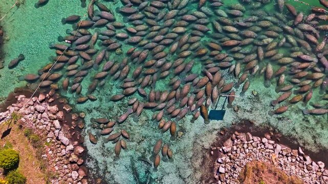 Aerial view of a large group of manatees gathered in clear turquoise water near a rocky shoreline, Crystal River, Florida, United States.
