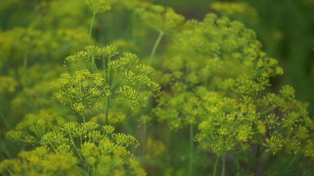 Close-up of flowering dill growing in the garden, insects flying around