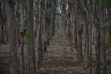 Fototapeta premium Dense forest scene with tall, slender trees lining a narrow path.
