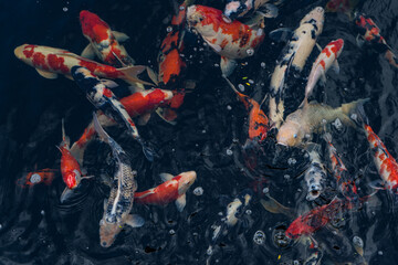 Koi swimming in a water garden,fancy carp fish,koi fishes,Koi Fish swim in pond.Isolate background is black.Fancy Carp or Koi Fish are red,orange.