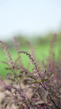 Holy basil tree branch at agriculture field