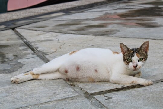 a pregant cat is lying down on the floor
