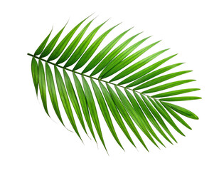 Obraz premium A vibrant, detailed, single green palm leaf against a stark black background