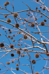 トゲトゲした実の残るモミジバフウの木