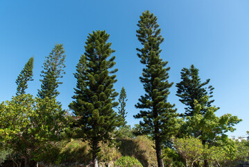 快晴の空といくつも聳える南洋杉