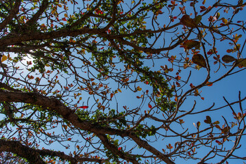 快晴の空と緑と紅葉が混ざった木