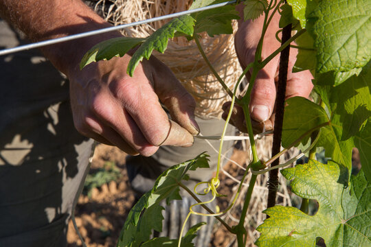 legatura in vigneto