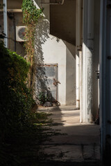 古びて雑草が生えるビルの1階の通路