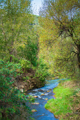 Obraz premium A clear stream winds through a lush green forest, framed by leafy trees and soft light, creating a peaceful woodland scene that celebrates nature, calm, and untouched countryside beauty.