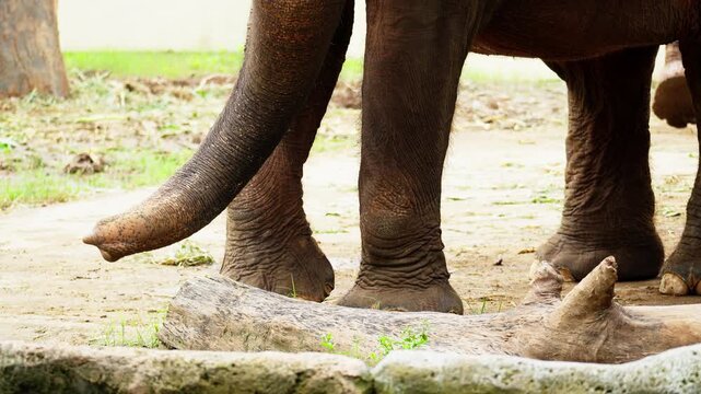 Sumatran Elephant at Zoo in Indonesia