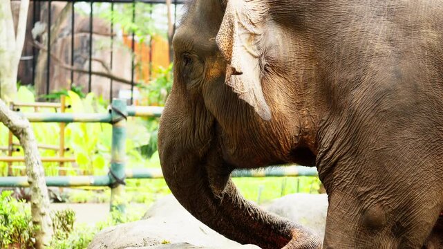 Sumatran Elephant at Zoo in Indonesia