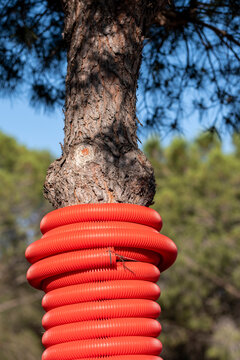 Red hose coil wrapped around tree trunk showing bold texture in macro detail outdoors with strong contrast between nature and material