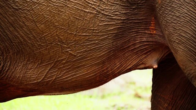Extreme Close Up of Elephant Skin Wrinkles Texture