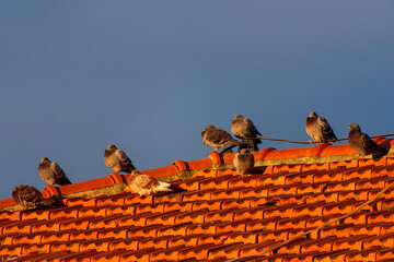 Pigeons on terracotta tile roof at sunset