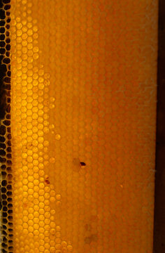 Freshly harvested raw honeycomb close up