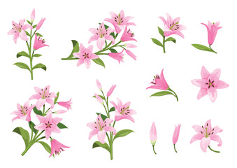 Obraz premium Cartoon pink lilies. Lily pink flower on green stem branch, lilium garden flowers arrangements wedding bouquet spring floral decoration isolated bloom bud, neat vector illustration