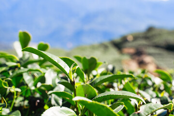 Terraced Tea Plantation on a Green Mountain Hillside