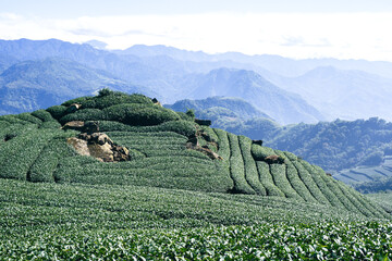 Terraced Tea Plantation on a Green Mountain Hillside