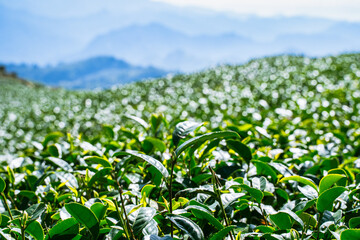 Terraced Tea Plantation on a Green Mountain Hillside