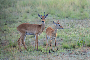 Naklejka premium Two Ugandan kob (Kobus kob thomasi) in Queen Elizabeth National Park Uganda, Africa. 