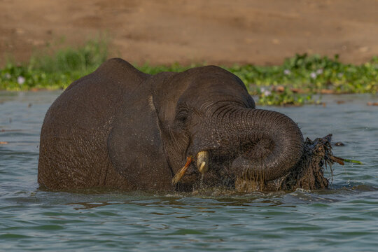 African elephant (Loxodonta africana) in water eating water plants. Queen Elizabeth National Park Uganda, Africa.      