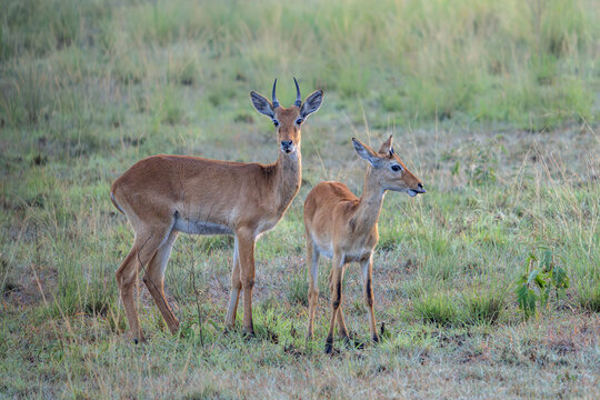 Two Ugandan kob (Kobus kob thomasi) in Queen Elizabeth National Park Uganda, Africa.     