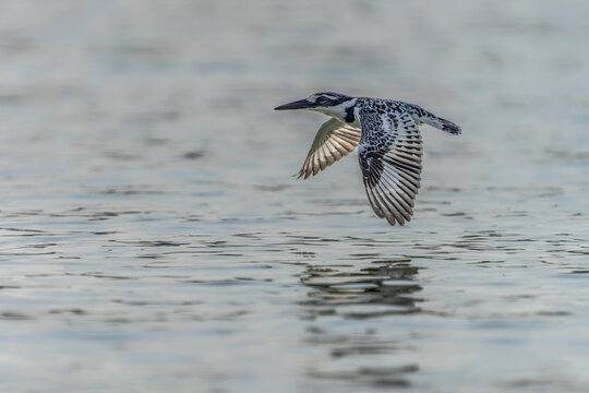 Pied kingfisher (Ceryle rudis) in flight.  Queen Elizabeth National Park Uganda, Africa.             
