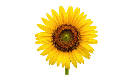 Obraz premium A vibrant, close-up view of a sunflower with bright yellow petals, against a black backdrop
