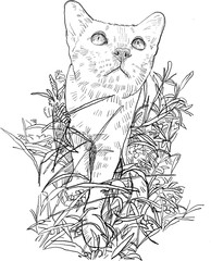 Drawing animal hand drawn cat in grass, sketch line art illustration with curious pet expression and garden plant detail