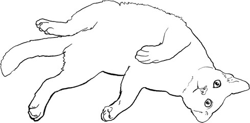 Drawing animal hand drawn cat outline lying relaxed minimal line art illustration black contour