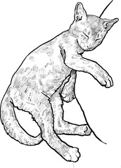 Hand Drawn Sleeping Kitten Line Art