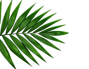 Fototapeta premium Close-up of a vibrant green palm frond against a stark black background