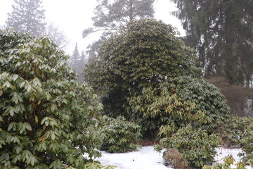 Park Rododendronów w Kromlau © Monika