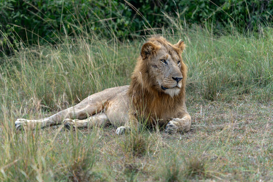 Beautiful African Lion (Panthera leo) male relaxing in Queen Elizabeth National Park Uganda, Africa.  