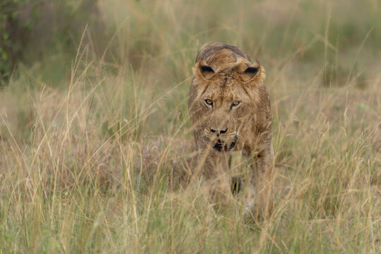 Beautiful young male African Lion (Panthera leo) walking in high grass in Queen Elizabeth National Park Uganda, Africa.         