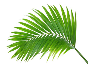 Obraz premium A vibrant, detailed overhead shot featuring a close-up of a lush, green palm frond against black