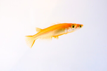 水槽の中のメダカのアップ